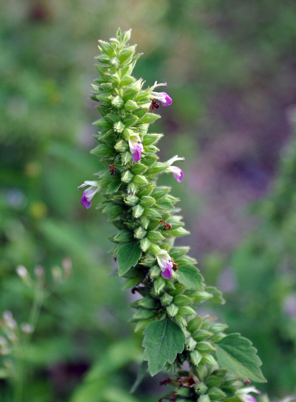 Image of Anisomeles indica specimen.