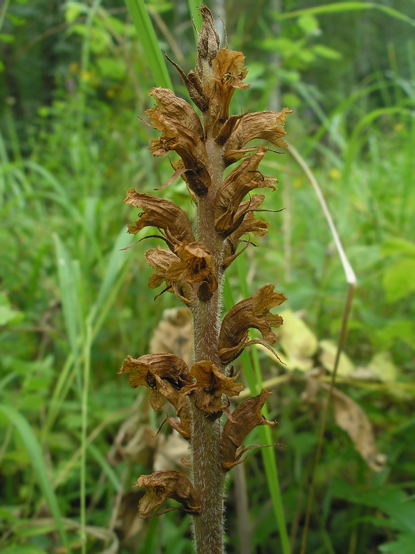 Изображение особи Orobanche alsatica.