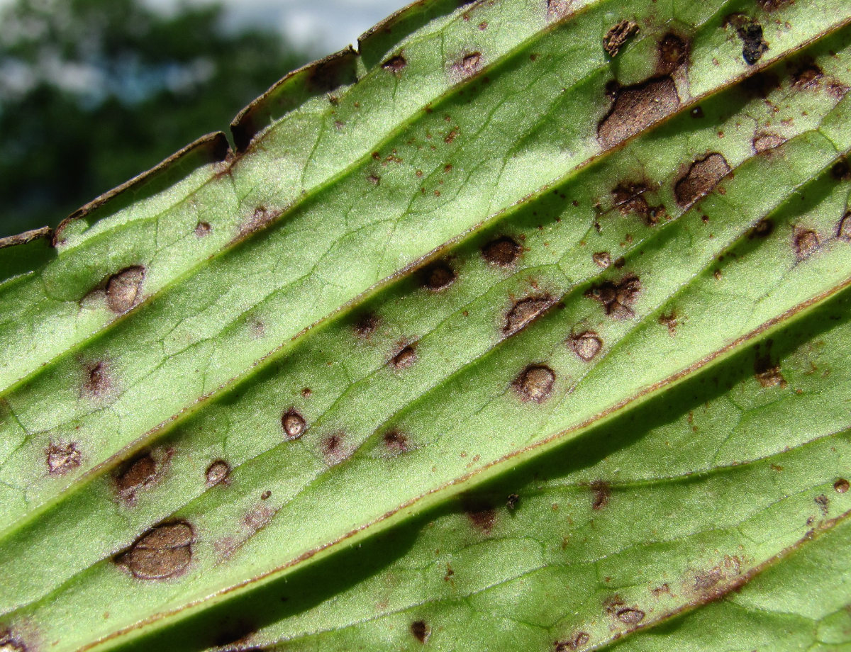 Изображение особи Digitalis ferruginea.