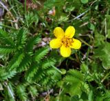 Potentilla anserina. Побеги и цветок. Московская обл., Раменский р-н, окр. дер. Хрипань, садовый участок. 03.08.2015.