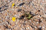 Crepis rhoeadifolia. Цветущее растение на ракушечном пляже. Крым, Арабатская стрелка. 24.07.2015.
