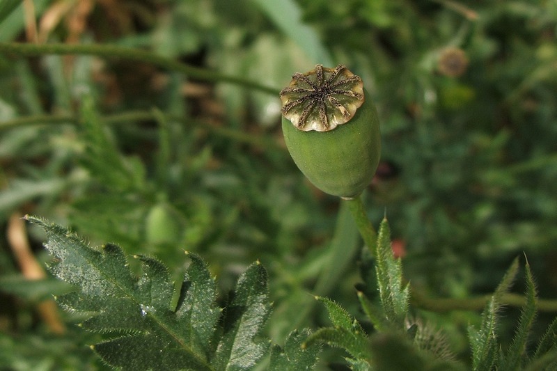 Изображение особи Papaver stevenianum.