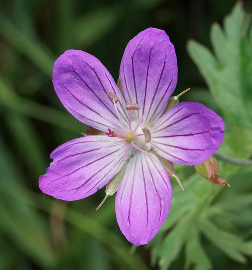 Изображение особи Geranium collinum.