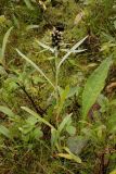 Omalotheca norvegica. Цветущее растение во влажной тундре. Северный склон Лисьей сопки, окрестности Мурманска. Конец августа 2008 г.