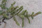 Salsola tragus. Верхушка побега. Крым, Арабатская стрелка, на берегу южного плеса зал. Восточный Сиваш. 06.10.2015.