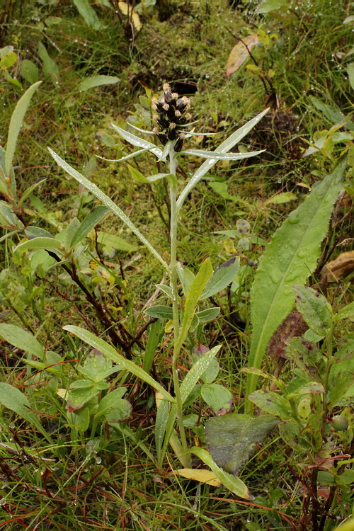 Image of Omalotheca norvegica specimen.