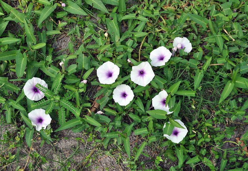 Image of Ipomoea aquatica specimen.