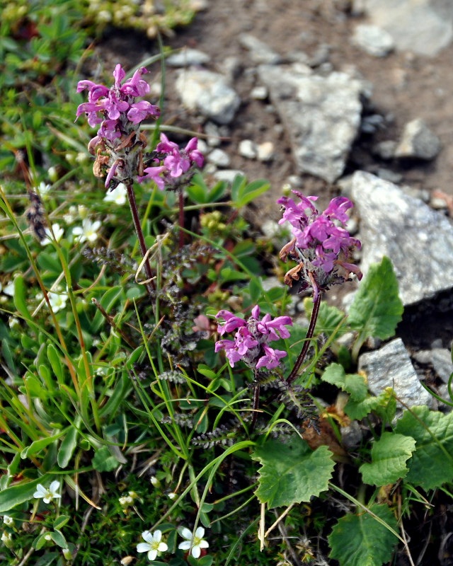 Изображение особи Pedicularis subrostrata.