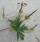 Geranium sibiricum