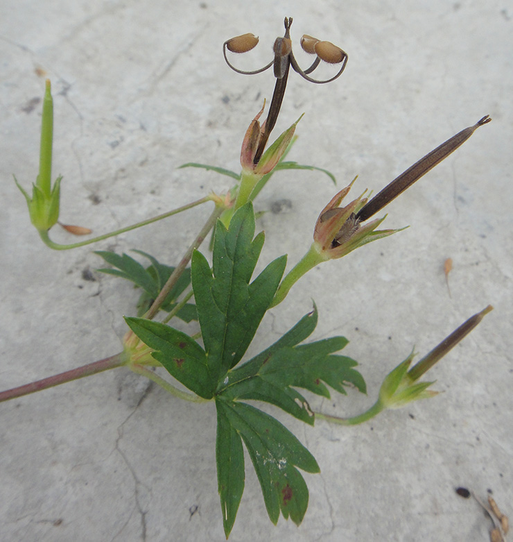 Изображение особи Geranium sibiricum.