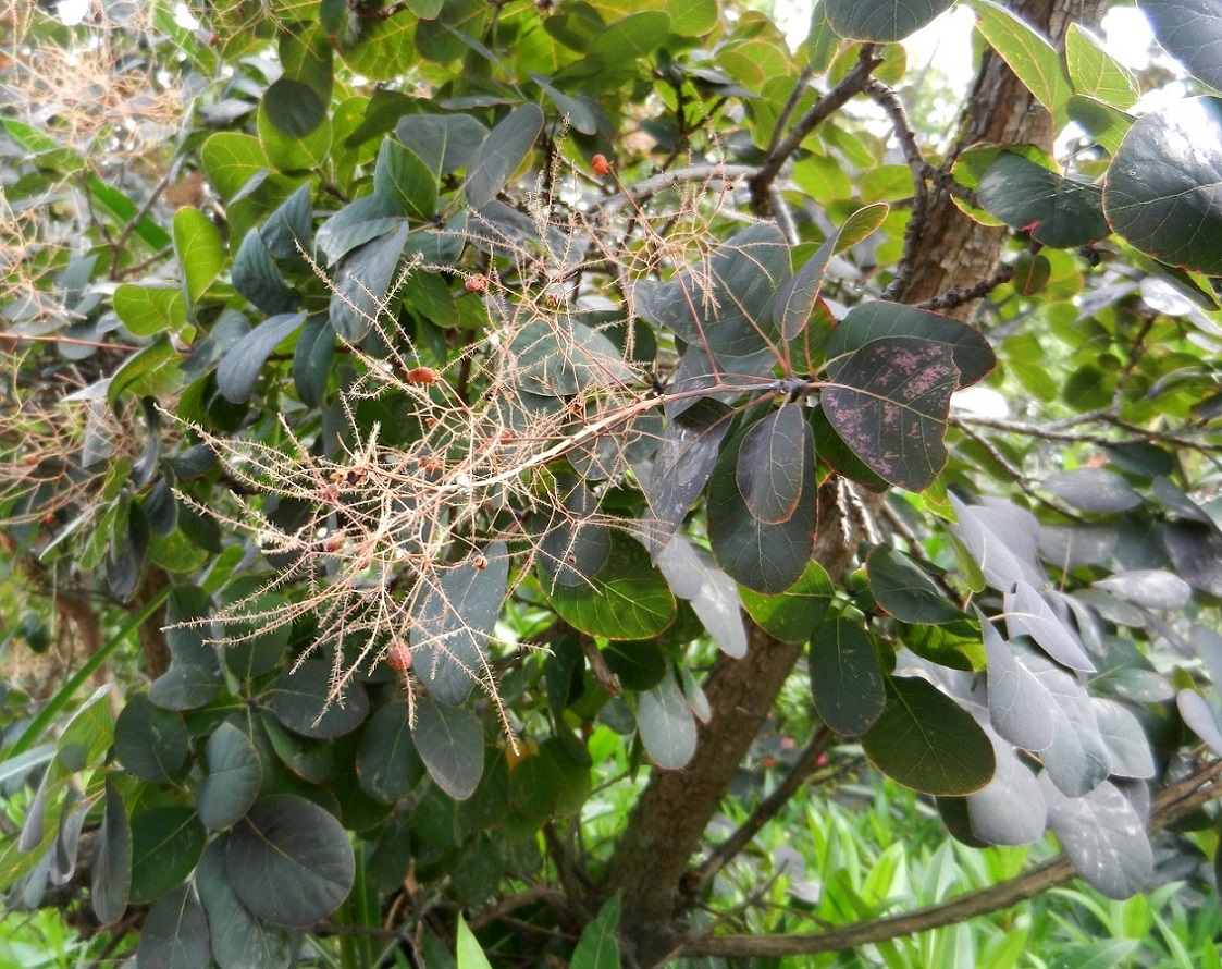 Image of Cotinus coggygria specimen.