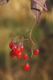 Solanum dulcamara