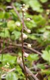Pyrola rotundifolia