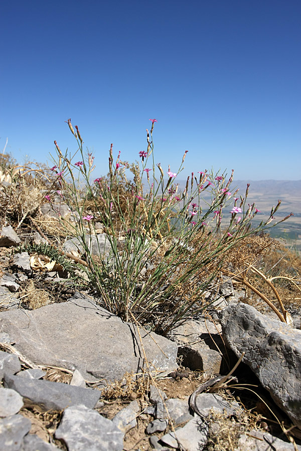 Изображение особи Dianthus karataviensis.
