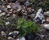 Pulsatilla taurica