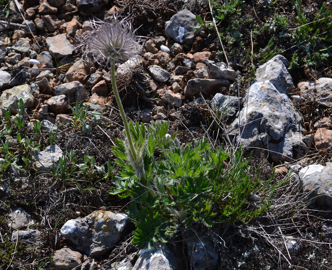 Image of Pulsatilla taurica specimen.