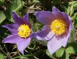 Pulsatilla multifida. Цветки. Восточный Казахстан, г. Усть-Каменогорск, восточные окр., Лесхоз, сопки. 01.05.2015.