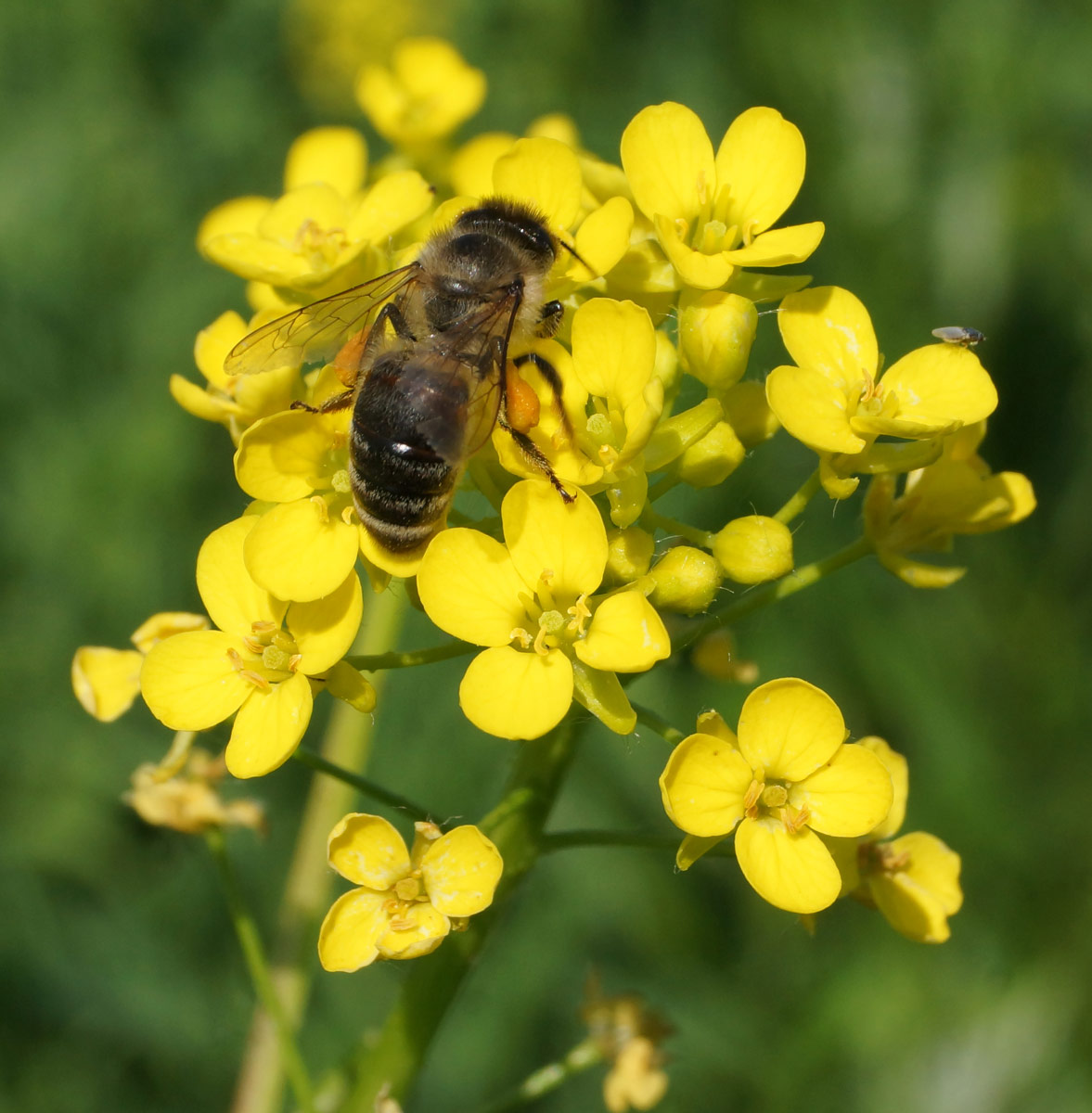 Image of Bunias orientalis specimen.