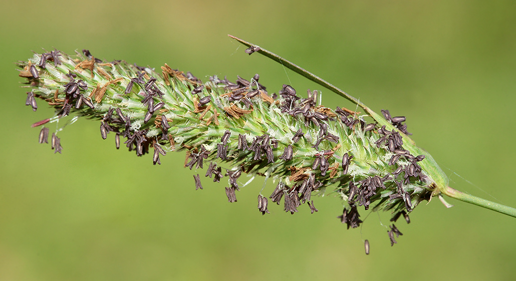 Image of Phleum pratense specimen.