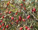 Rosa acicularis