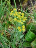 Bupleurum triradiatum. Верхушка цветущего растения. Бурятия, Окинский р-н, перевал Чойган-Дабан, ≈ 1900 м н.у.м., горная тундра. 05.07.2015.