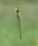 Image of taxon representative. Author is Людмила Паламарчук