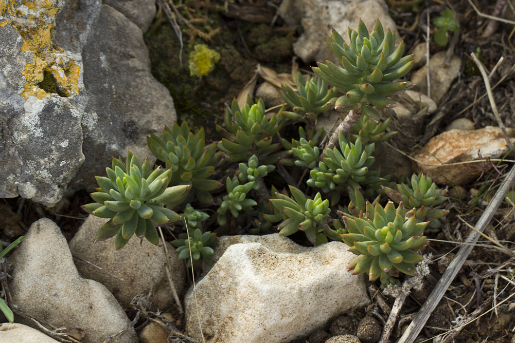 Image of Sedum sediforme specimen.