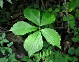 Arisaema amurense. Лист. Приморье, Владивосток, мкр-н Седанка, окр. Пионерского водохранилища, широколиственный лес. 06.08.2015.