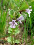 Glechoma hederacea. Верхушка цветущего растения. Ленинградская обл., Выборгский р-н, окр. ст. Лейпясуо, около садоводство \"Флора\". 22.05.2010.