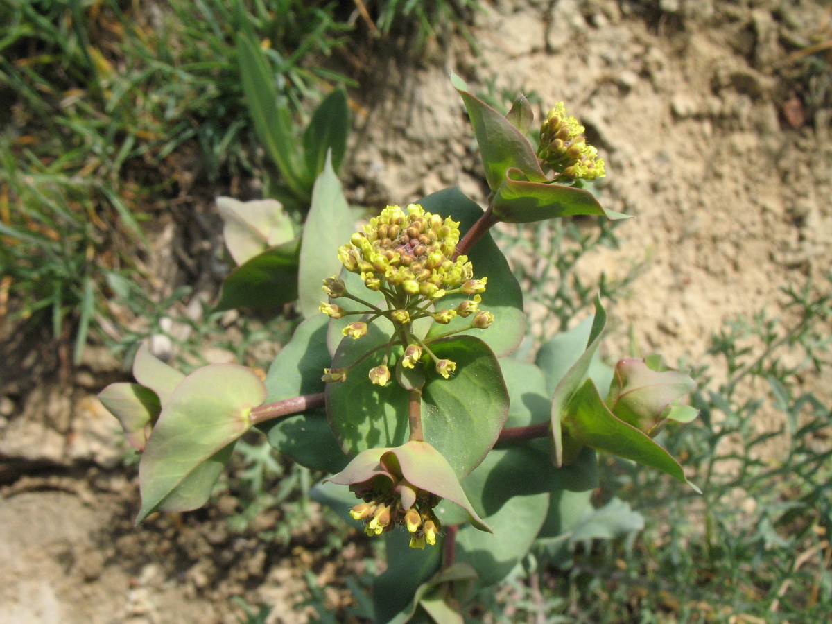 Image of Lepidium perfoliatum specimen.