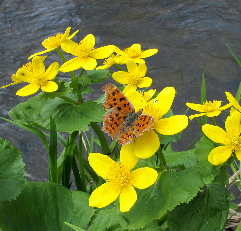 Image of Caltha silvestris specimen.