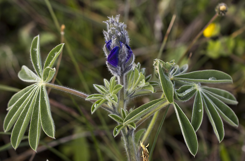 Image of Lupinus pilosus specimen.