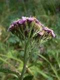 Achillea millefolium. Верхушка цветущего растения. Свердловская обл., г. Екатеринбург, окр. пос. Шабровский, берёзовый лес. 15.08.2015.