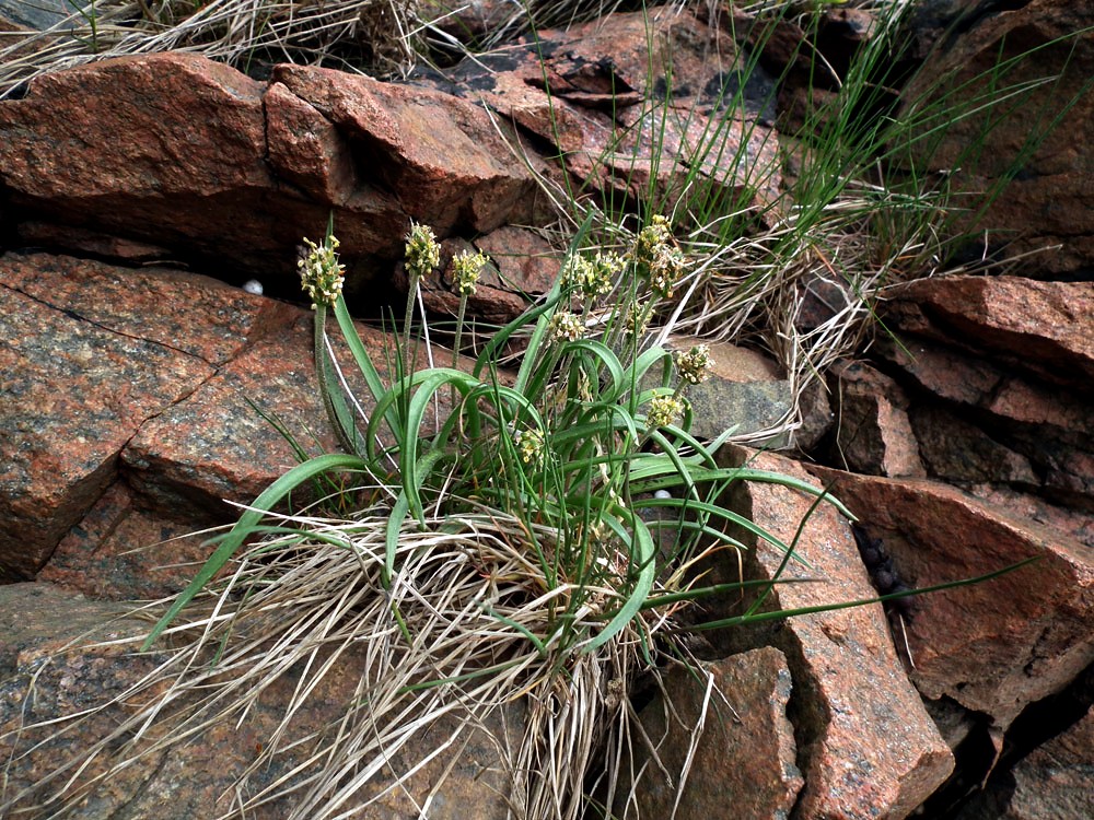 Image of Plantago maritima ssp. subpolaris specimen.