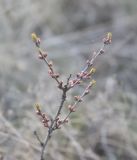 Amygdalus nana. Верхушка вегетирующего и расцветающего растения. Видна нижняя часть прошлогоднего генеративного побега. Украина, Днепропетровская обл., Криворожский р-н, окр. с. Широкое, склон балки, степь. 01.04.2016.