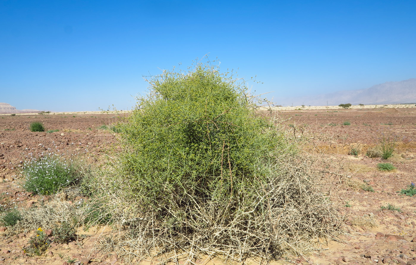 Image of Ephedra foliata specimen.