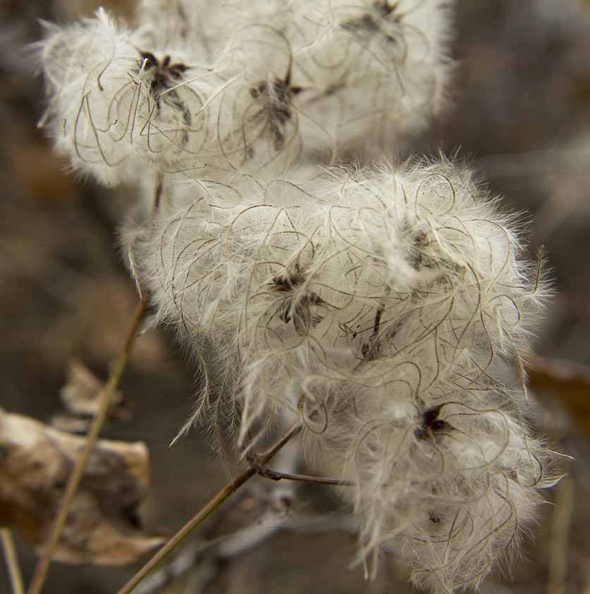 Изображение особи Clematis vitalba.