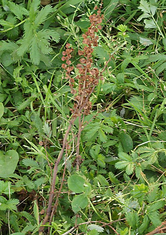 Image of Rumex longifolius specimen.