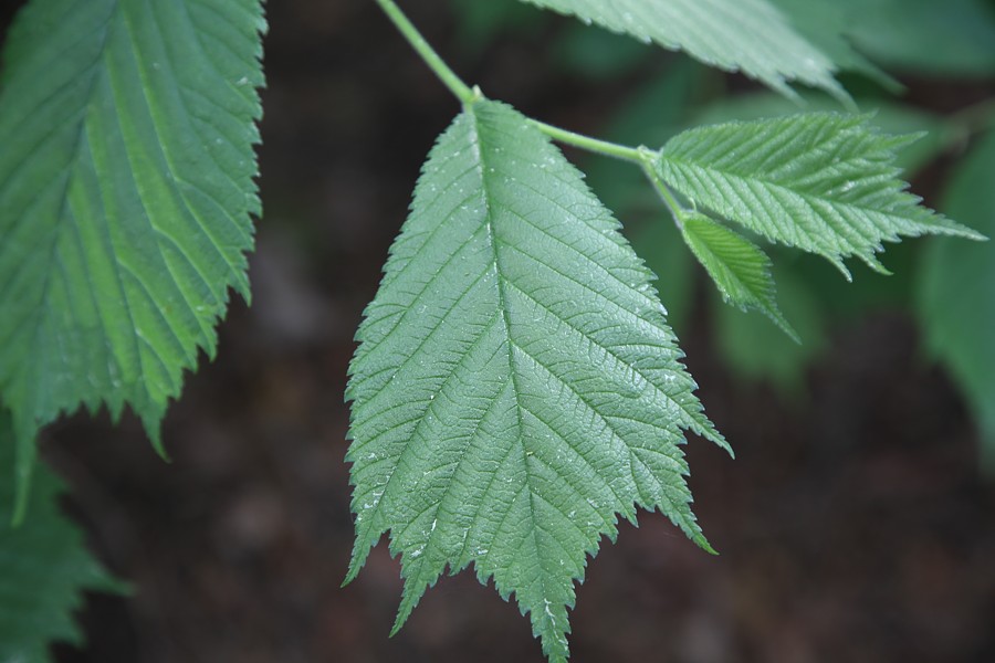 Изображение особи Ulmus glabra.