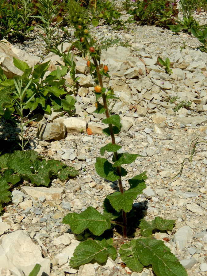 Изображение особи Verbascum spectabile.