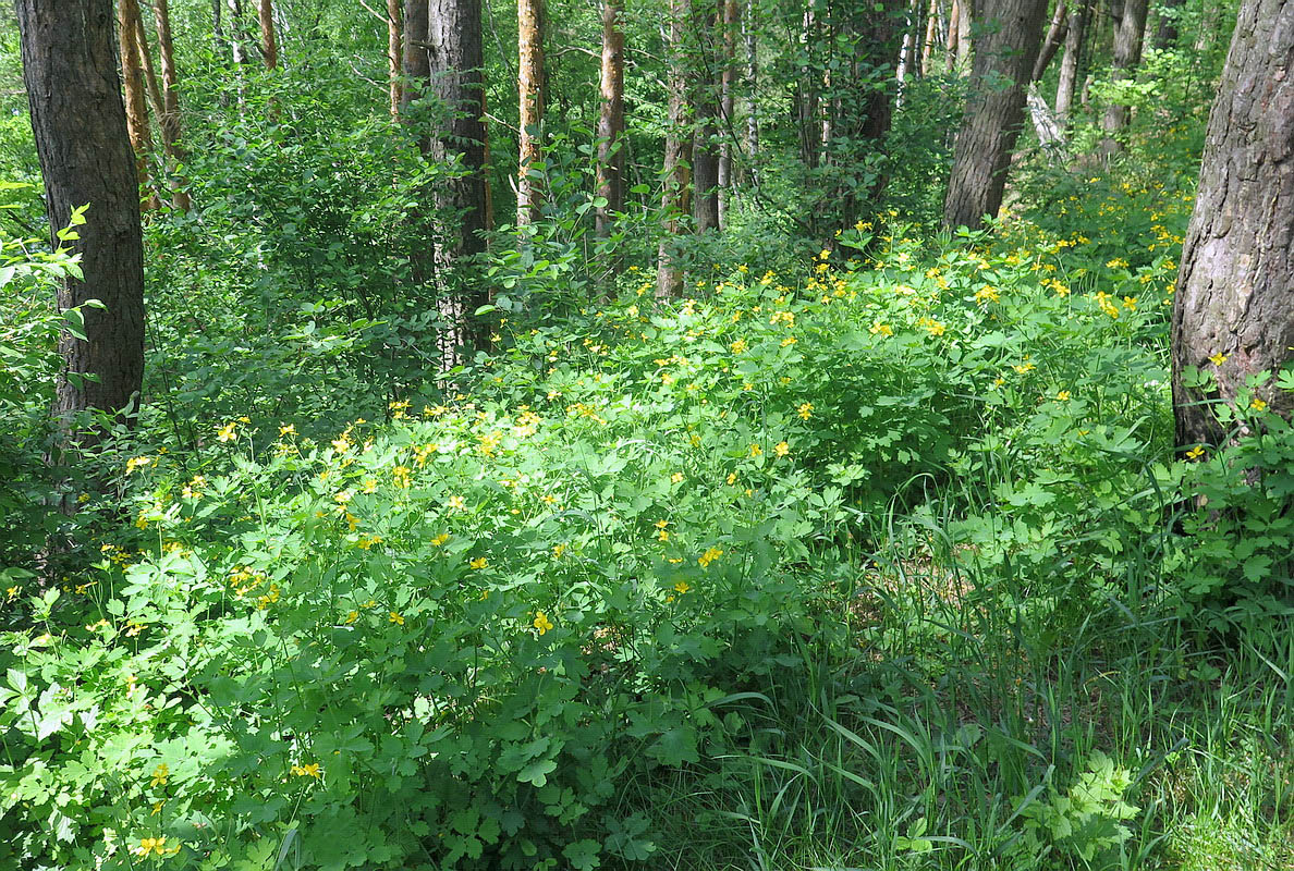 Изображение особи Chelidonium majus.