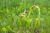 Cypripedium calceolus