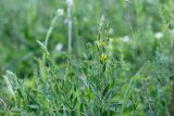 Genista tinctoria. Верхушка расцветающего растения. Татарстан, Нижнекамский р-н, окр. дер. Благодатная, лесостепной участок с чередованием степи и перелесков с преобладанием дуба, среди древостоя. 5 июня 2016 г.