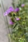 Galactites tomentosus