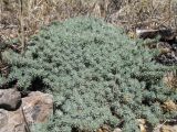 Camphorosma lessingii
