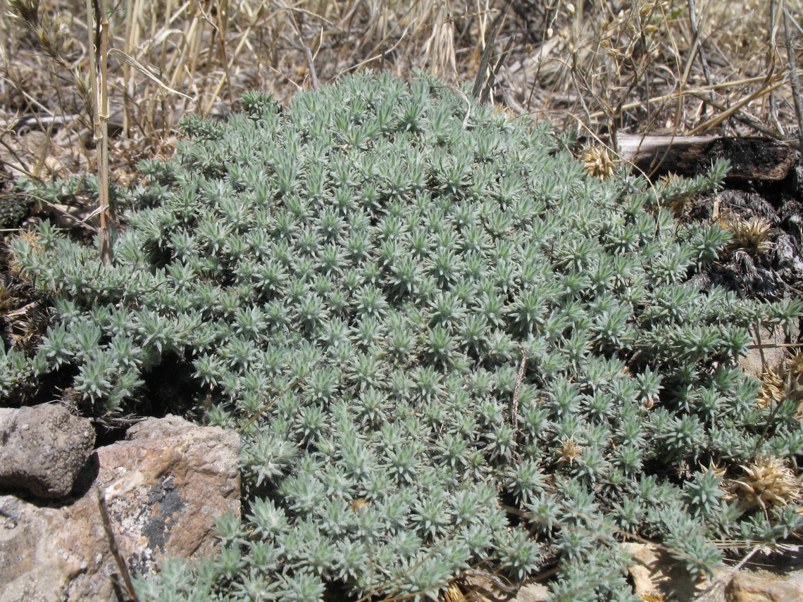 Изображение особи Camphorosma lessingii.