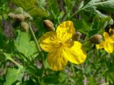 Chelidonium majus