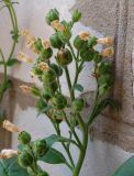 Nicotiana rustica