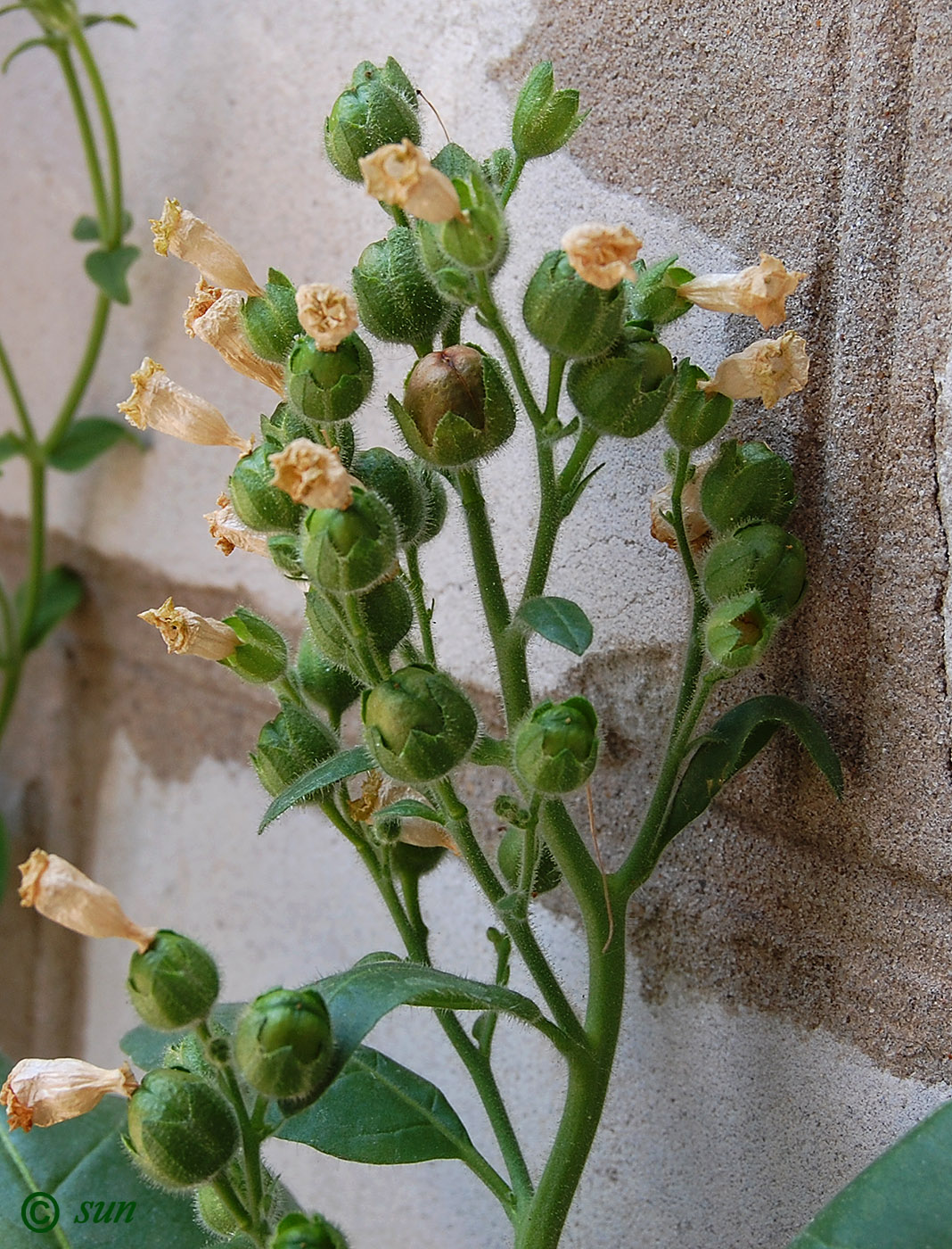 Image of Nicotiana rustica specimen.