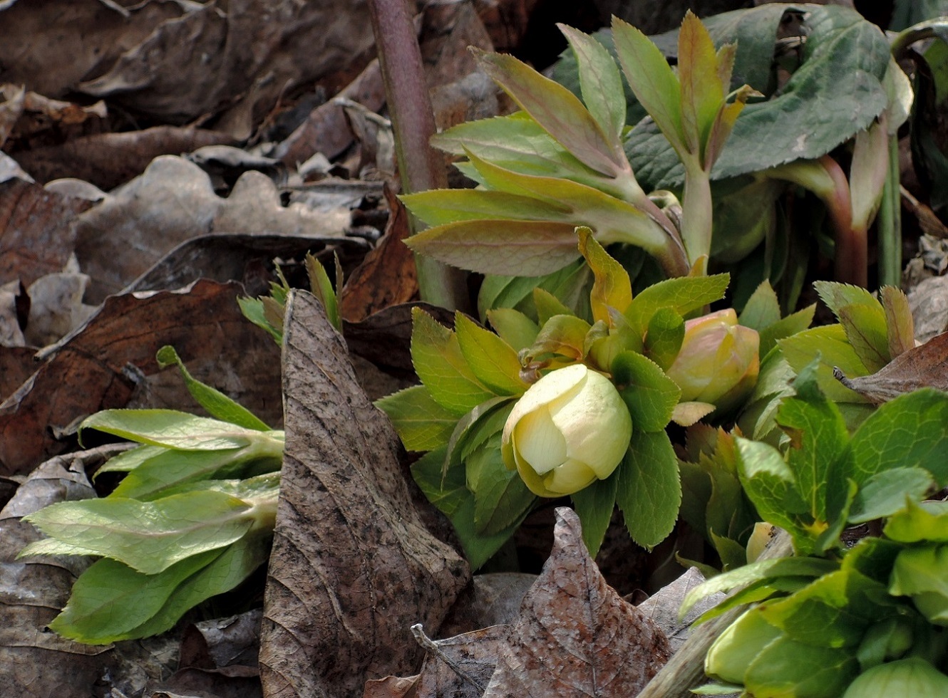 Image of Helleborus orientalis specimen.